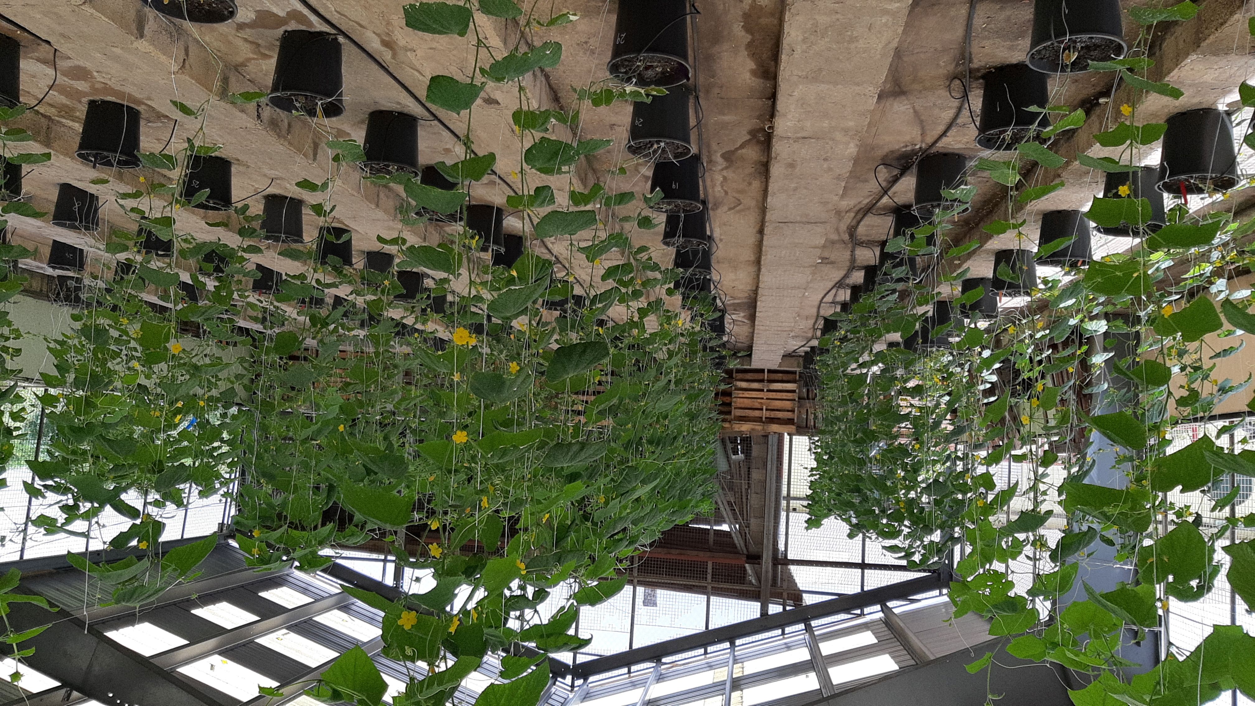 CARDI greenhouse trials with Sargassum-derived organic fertilizer - photo - Milton Haughton - CRFM