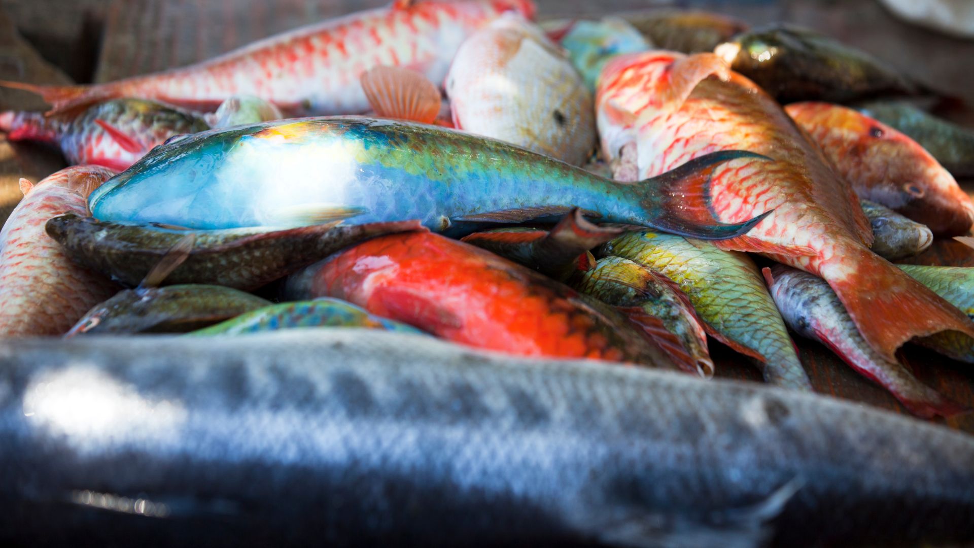 Colorful Caribbean Fish