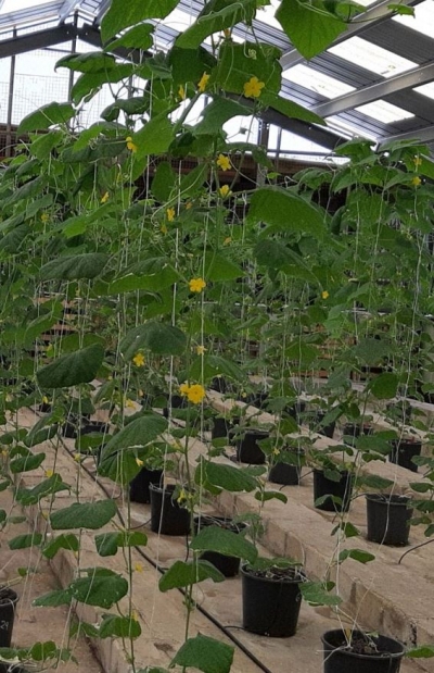 Greenhouse trial with liquid organic fertilizer derived from Sargassum